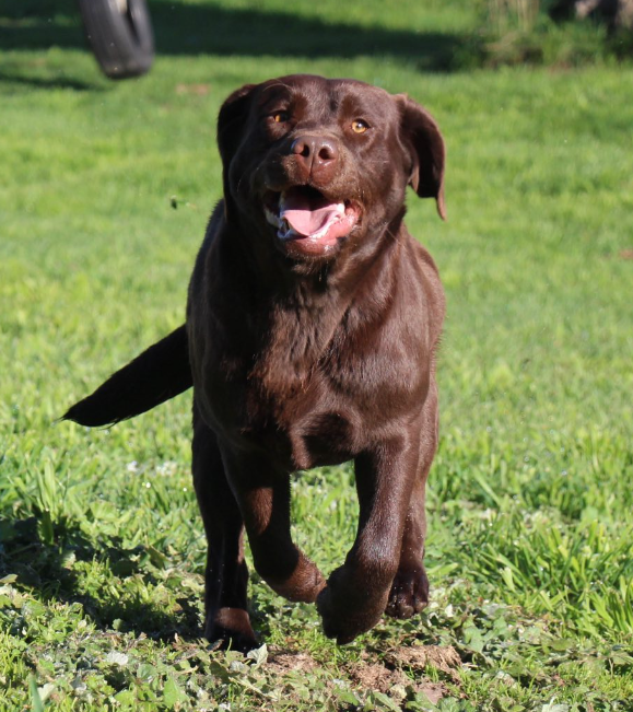 Banbook Labradors Banbook Labradors
