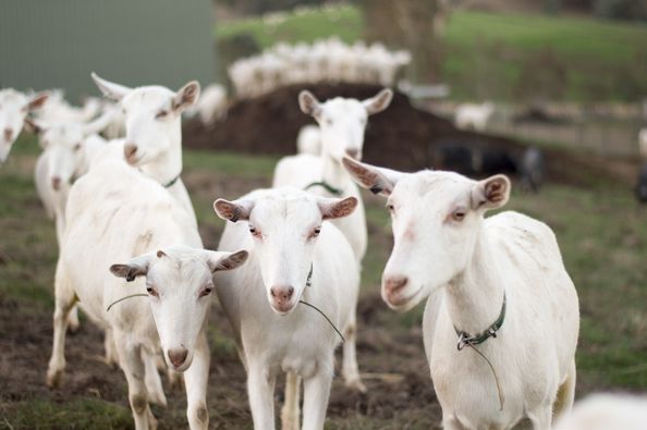 Goughs Bay Dairy Goats